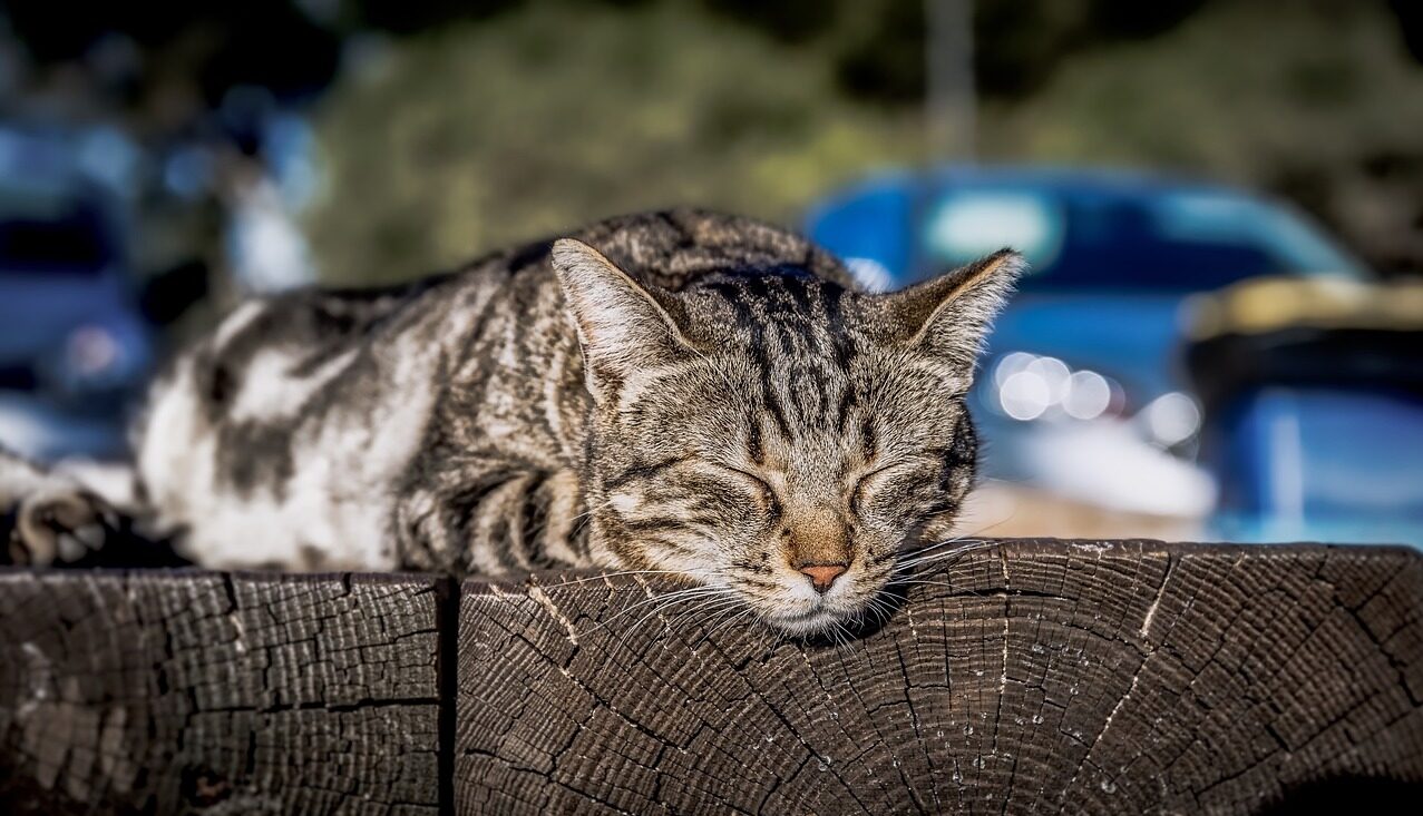 ひなたぼっこしている猫